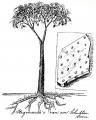 Arborescent Lycopsid